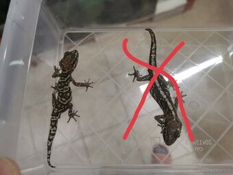 Gekon Madagaskarský