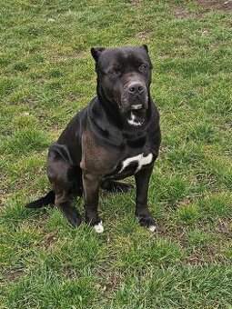 Cane corso