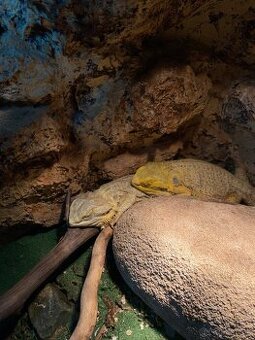 Agama bradata