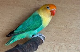 Agapornis fischeri - samica
