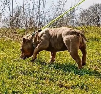 American bully pocket