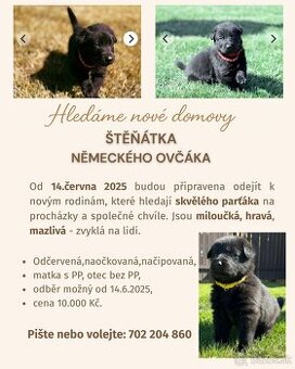štěňátka Německý ovčák