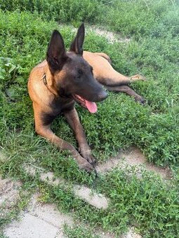 Belgický ovčiak- Malinois