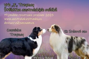 Austrálsky ovčiak - štěniatka