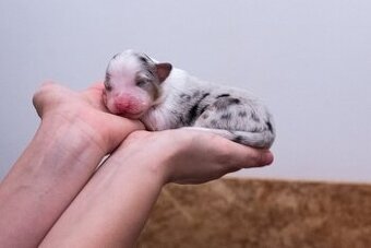 Austrálsky ovčiak - štěniatka