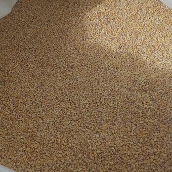 Predám jačmeň pšenica kukurica