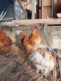 Predám liliputky a kohutou Hodvabnicky