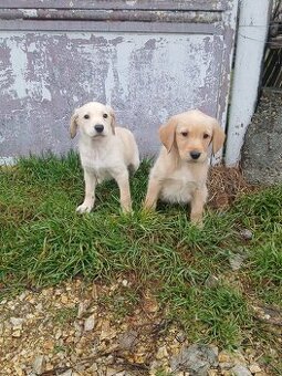 Zlati retriver x labrador