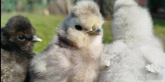 USA hodvabničky kuriatka