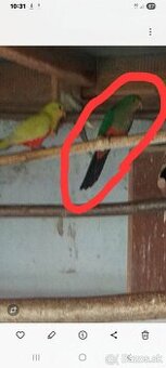 Papagáj kráľovský