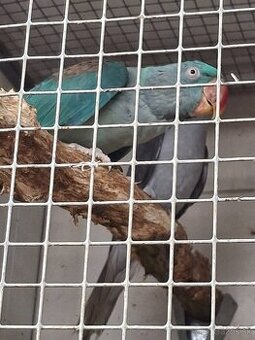 Alexander Veľký  Aqua