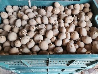 Predám sadbové zemiaky