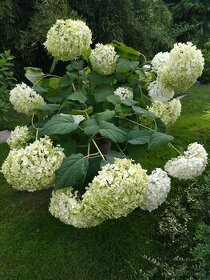 Hortenzia metlinatá "Annabelle"