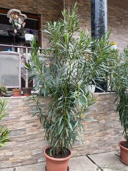 Oleander