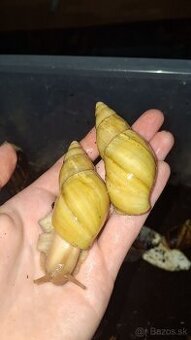 Lissachatina ireladei albino shell