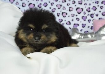 Pomeranian s PP fenka Black and Tan