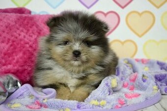 Pomeranian s PP fenka Black and Tan