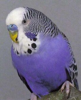 DOPYT - andulka (samček) biela, violet, sivá variácia