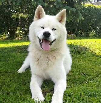 Darujem Akita Inu