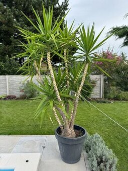 Kvety na predaj JUKA - YUCCA