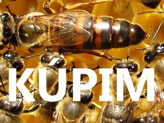 Včelie matky KÚPIM