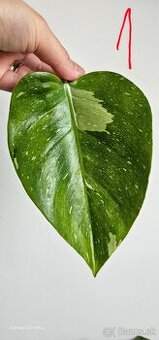 Philodendron fresh aurea