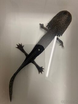 Predám axolotla a akvárium