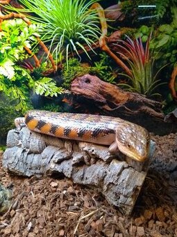 Tiliqua scincoides intermedia - 1