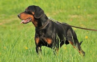 Slovenky kopov, tatranský durič