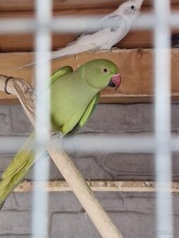 Papagaj Alexander malý zelený