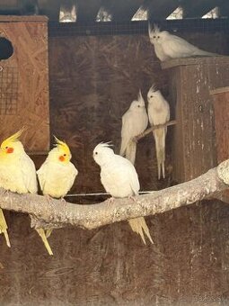 Predam Korely Lutino a Biele