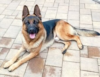 Poskytnem krytie - 1