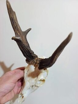 Trofej trofeje parohy parožie zhody.,