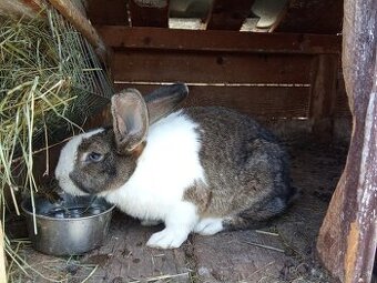 Predám králiky Šarišský obor