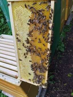 Predám včely Senica