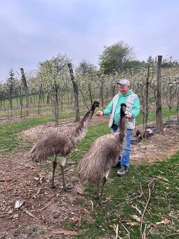 Pstros emu