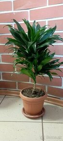 palma dracaena