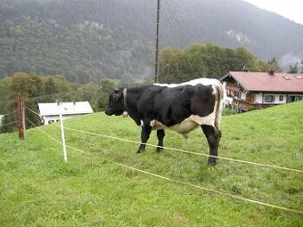 Elektricky ohradnik