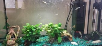 Zabehnute akvarium