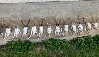 Ponúkam bielenie a vyváranie trofejí – dlhoročné skúsenosti