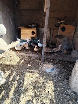 Mandarínske kačičky