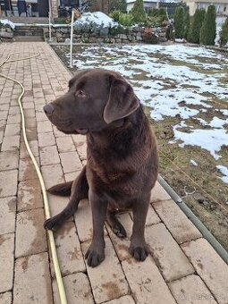 Ponúkam psa na krytie.