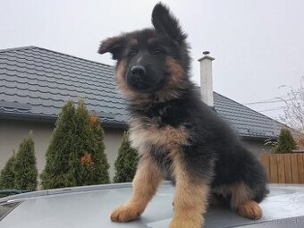 Dlhosrsta sucka nemecký ovčiak