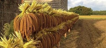 Predám prémiové senegalské proso v klasoch - ručný zber 2025