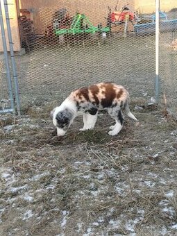 Predám border kóliu