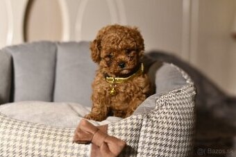 Pudel Pudlik Teacup mini pesek pudla Teacup XXS