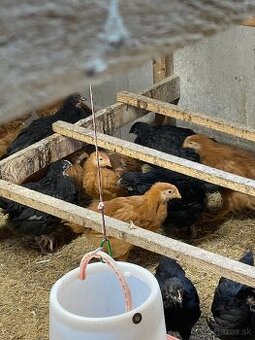 kuriatka amrox,hempšír  a australorpka čierna.