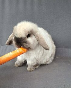 Zakrslý králik, zajac