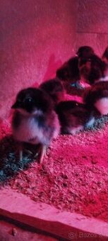 Kuriatka AUSTRALORP