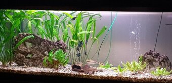 Akvarium
